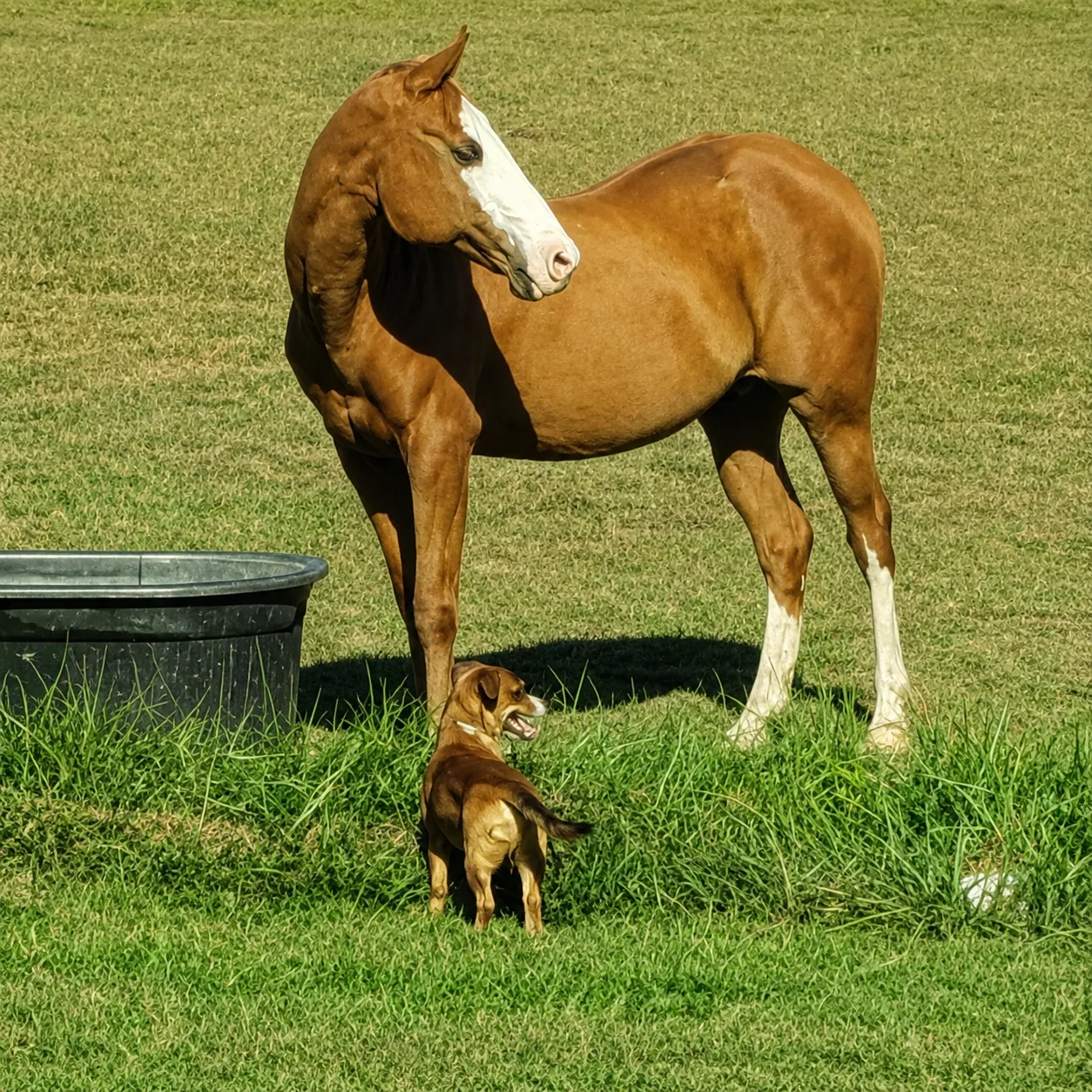 Ci Ci, sorrel Quarter Horse, with small dog