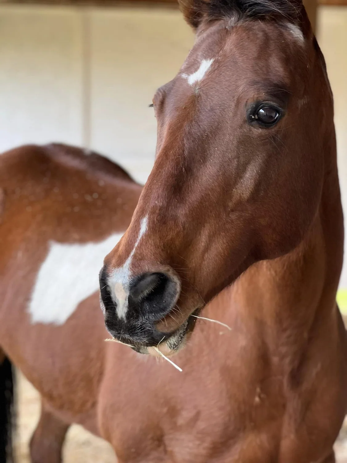 Destiny at Greener Pastures Horse Sanctuary