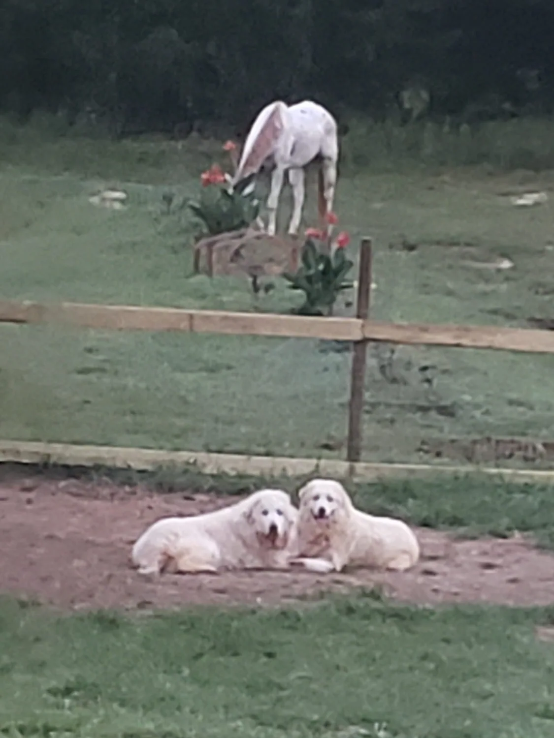 Dillon, light-colored Appaloosa Quarter Horse, grazing