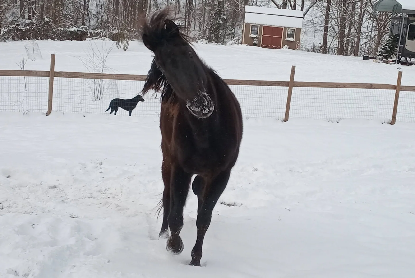 Gitano at Greener Pastures Horse Sanctuary