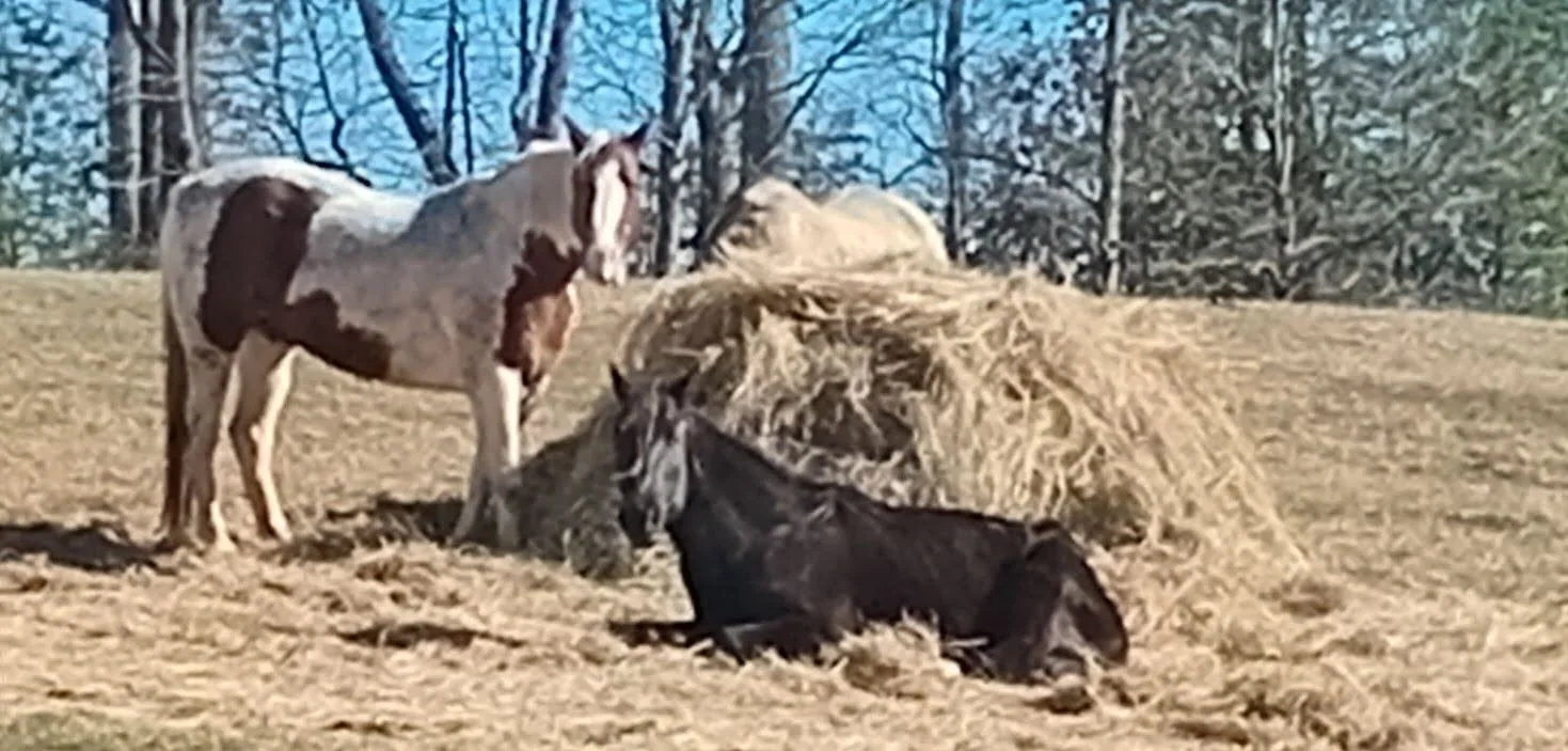 Gitano resting by a hay bale