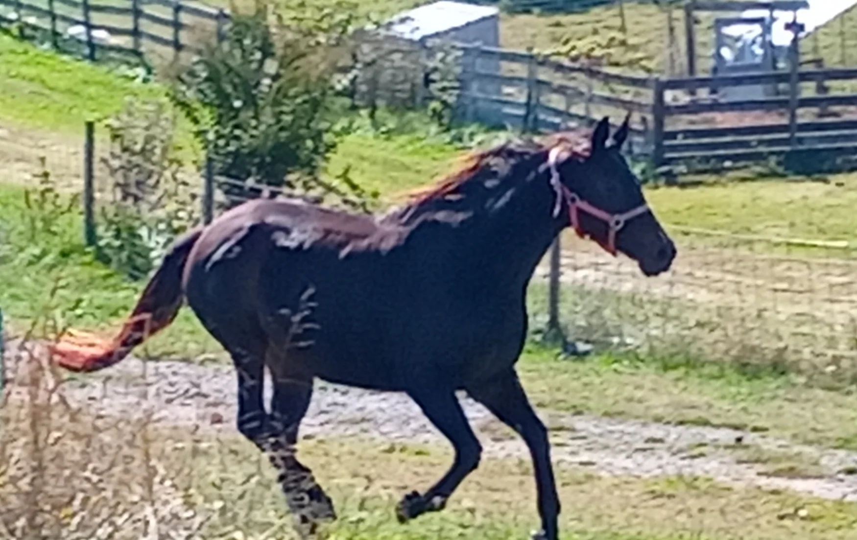 Majestic at Greener Pastures Horse Sanctuary