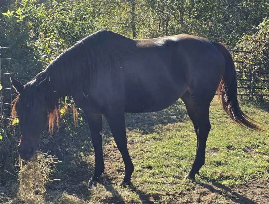 Majestic at the sanctuary