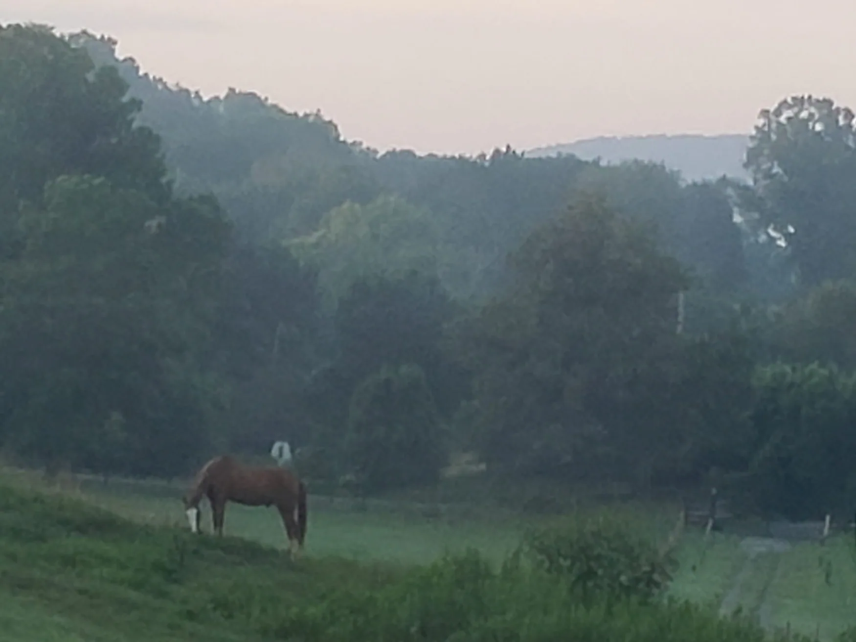 Horse grazing in rolling green East Tennessee countryside