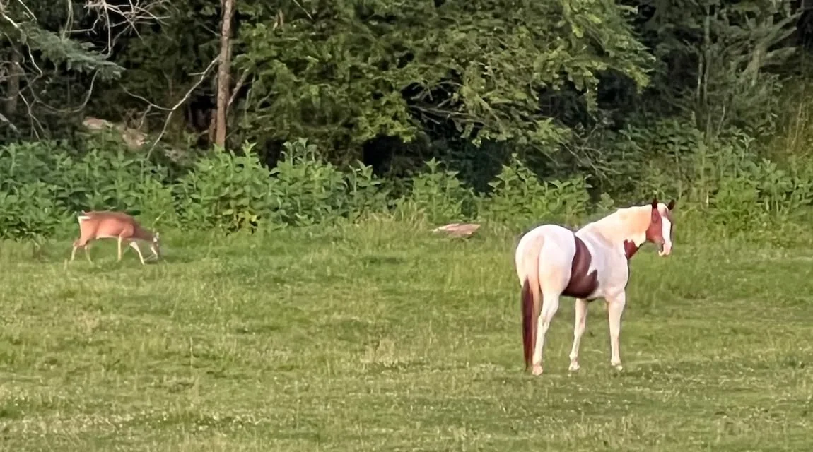Rain at Greener Pastures Horse Sanctuary