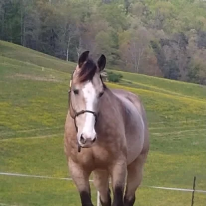 Romeo at Greener Pastures Horse Sanctuary