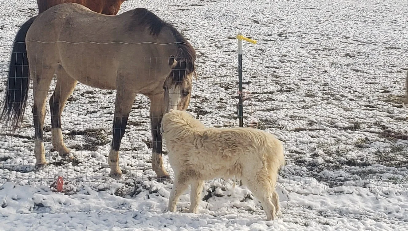 Romeo greeting a fluffy dog in winter