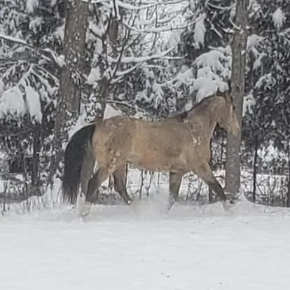 Romeo in the snow