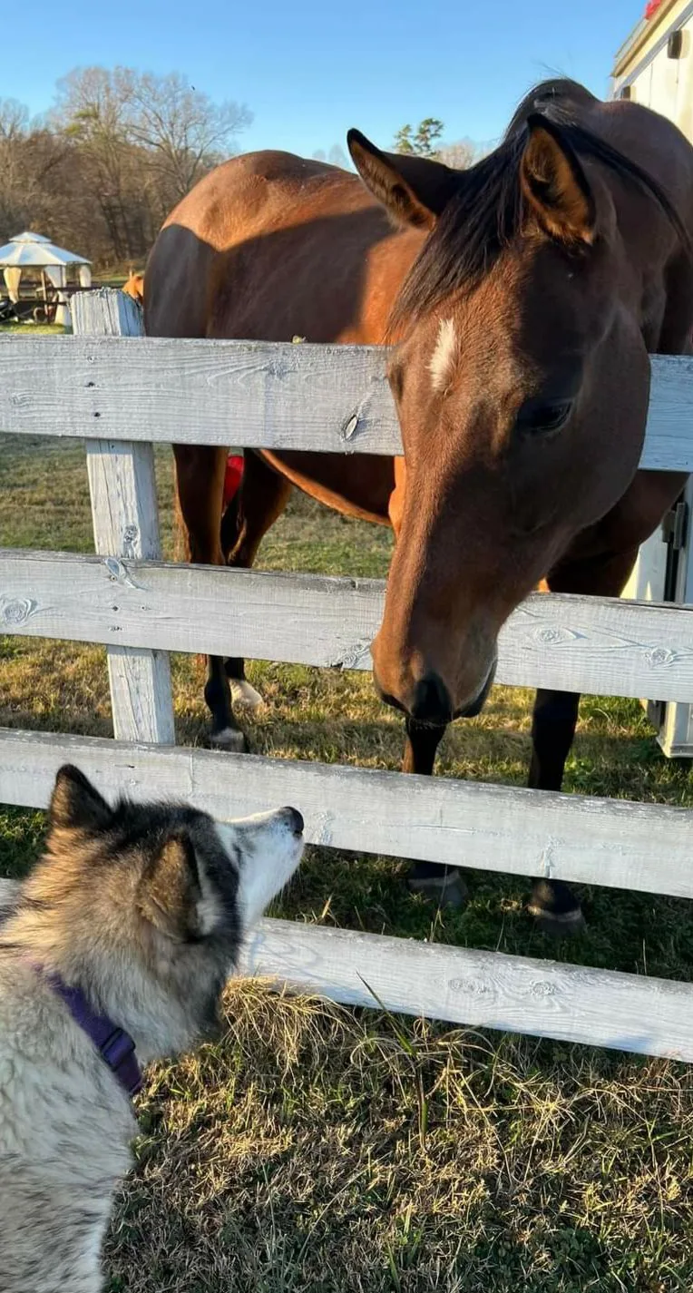 Little Rose at Greener Pastures Horse Sanctuary