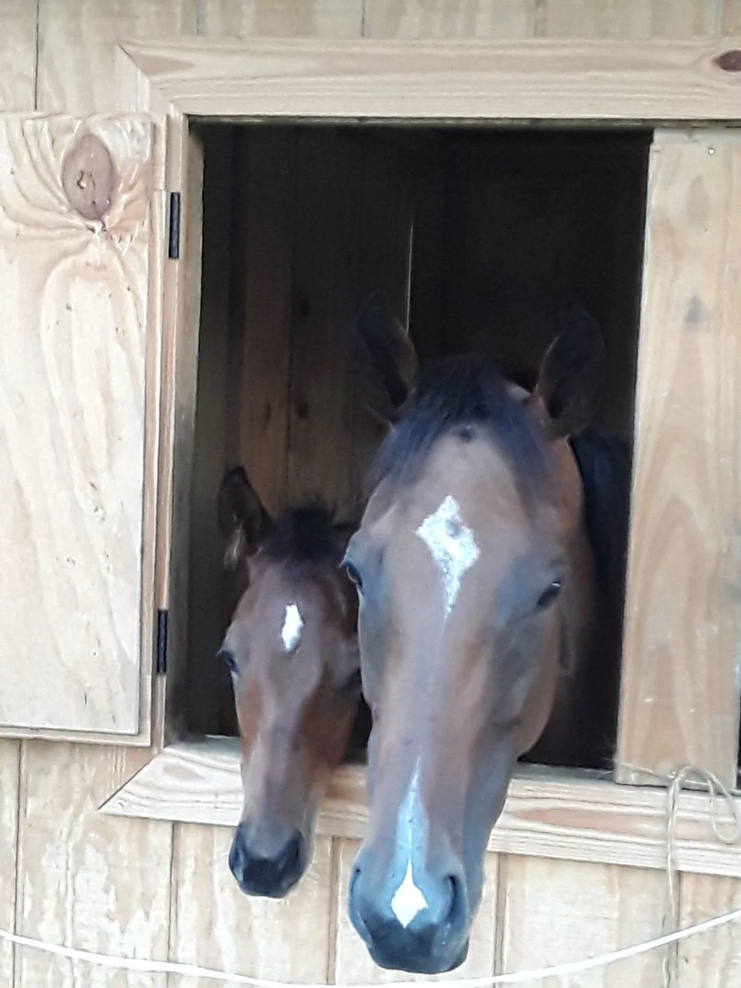 Two horses peeking out of a barn window
