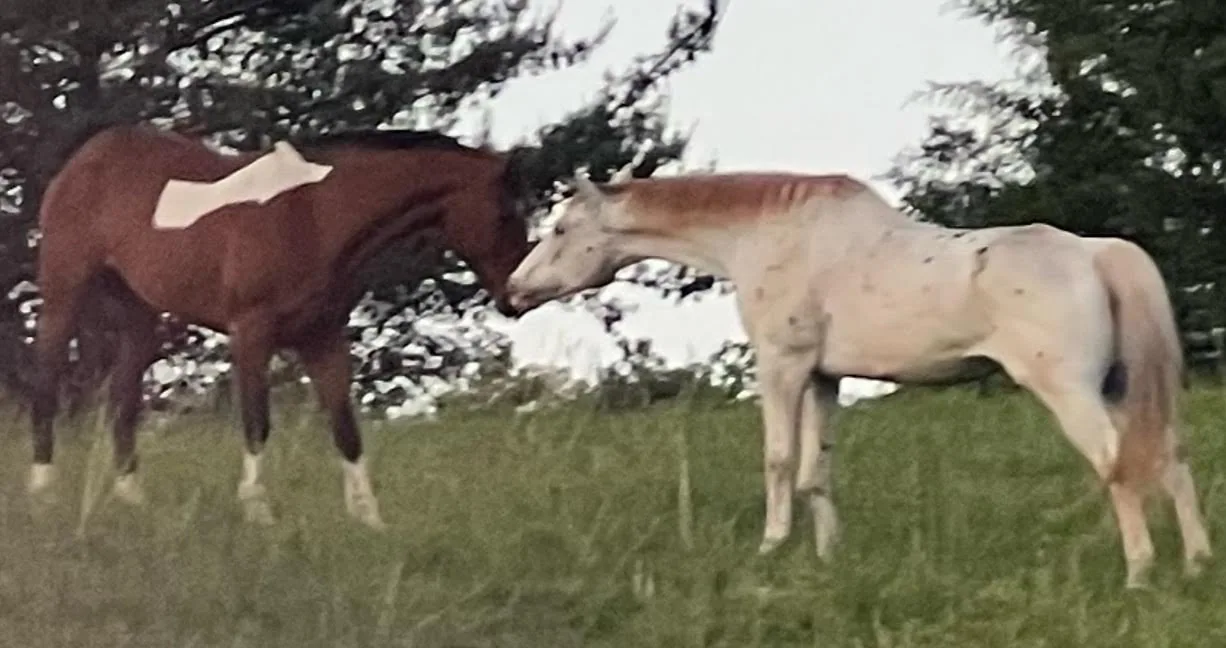 Ci Ci and Dillon together in a pasture
